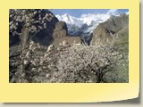 1.Blossoming Hunza Valley
