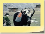 4. Yak in the high pamirs of Shimshal