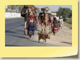 Gypsy Camel Caravan