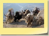Yak Caravan Chitral